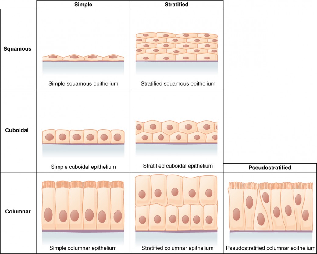 This figure is a table showing the appearance of squamous, cuboidal and columnar epithelial tissues. Simple and compound forms are shown for each tissue type. In a simple squamous epithelium, the cells are flattened and single layered. In a simple cuboidal epithelium, the cells are cube shaped and single layered. In a simple columnar epithelium, the cells are rectangular and are attached to the basement membrane on one of their narrow sides, so that each cell is standing up like a column. There is only one layer of cells. In a pseudostratified columnar epithelium, the cells are column-like in appearance, but they vary in height. The taller cells bend over the tops of the shorter cells so that the top of the epithelial tissue is continuous. There is only one layer of cells. A stratified squamous epithelium contains many layers of flattened cells. Stratified cuboidal epithelium contains many layers of cube-shaped cells. Stratified columnar epithelium contains many layers of rectangular, column-shaped cells.