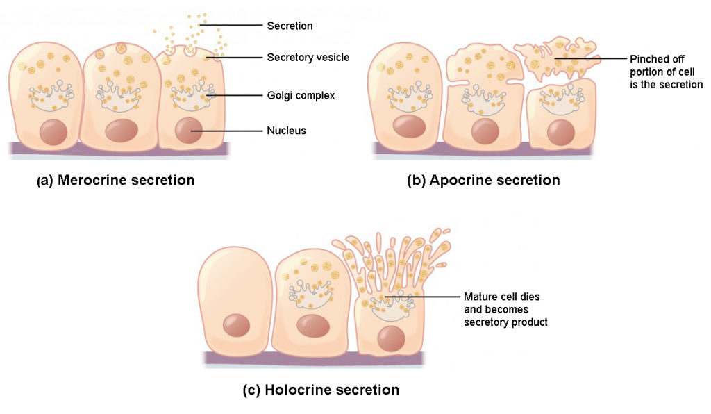 These three diagrams show the three modes of secretion. All three diagrams show three orange cells in a line with attached to a basement membrane. Each cell has a large nucleus in its lower half. The upper half of each cell contains a Golgi apparatus, which appears like an upside down jellyfish. Yellow secretory vesicles are budding from the top end of the Golgi apparatus. Each vesicle contains several orange circles, which are the secreted substance. In merocrine secretion, the secretory vesicles travel to the top edge of the cells and release the secretion from the cell by melding with the cell membrane. In apocrine secretion, the top third of the cell, which contains the secretory vesicles, pinches in at the sides and then completely disconnects above the Golgi complex. The pinched off portion of the cell is the secretion, as it contains the majority of the secretory vesicles. In holocrine secretion, the upper third of the cell, just above the Golgi complex, forms many finger like projections. Each projection contains several vesicles. The tips of the projections that contain secretory vesicles bud off from the cell. In this method of secretion, the mature cell eventually dies and becomes the secretory product.