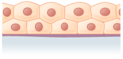 contains many layers of cube-shaped cells