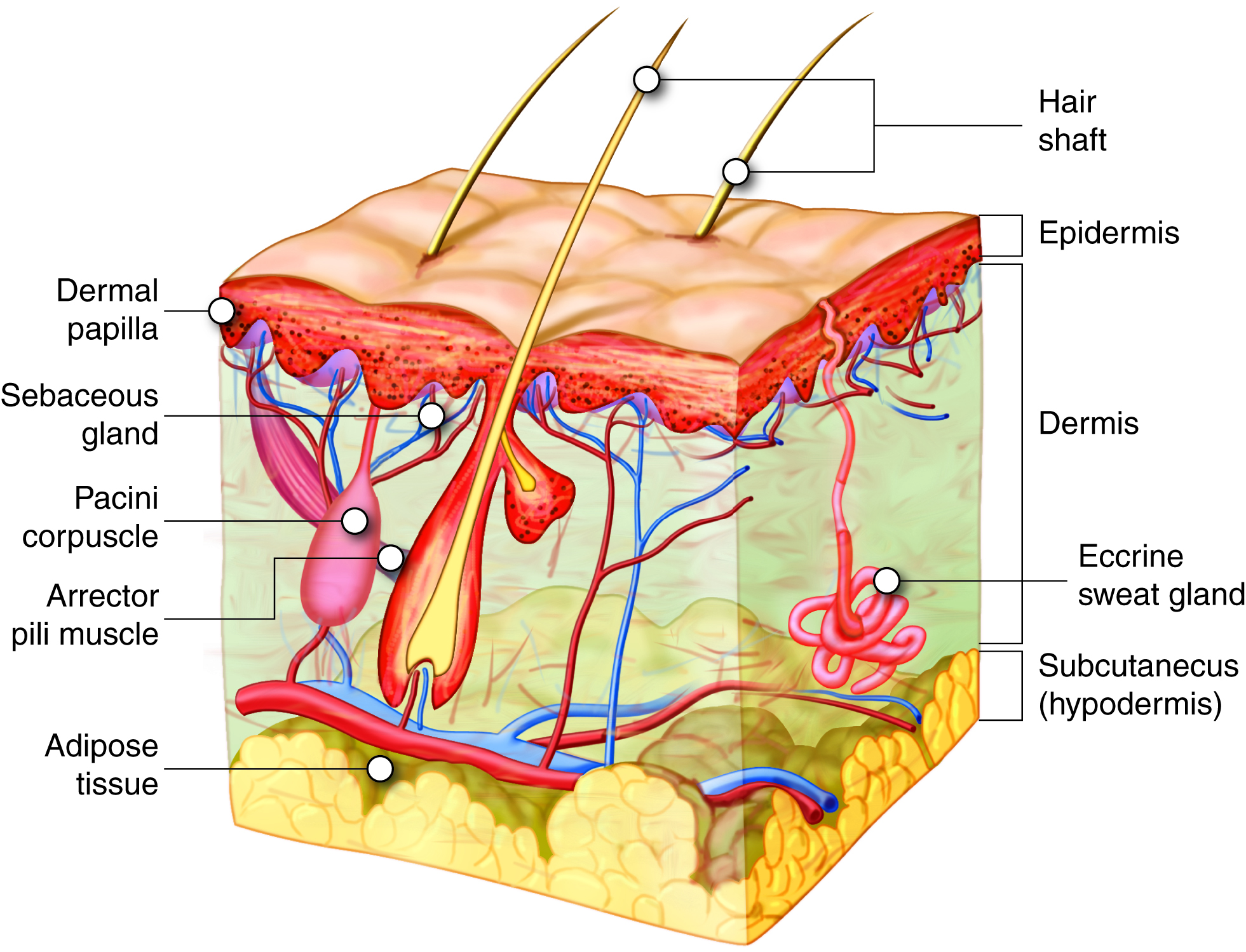 Hair and Nails | Anatomy and Physiology I | | Course Hero