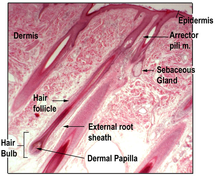 Hair and Nails | Anatomy and Physiology I | | Course Hero