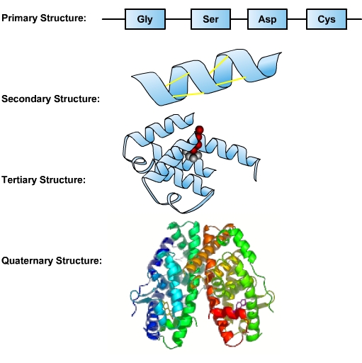 illustrations that represent the basic structures of primary, secondary, tertiary and quaternary proteins