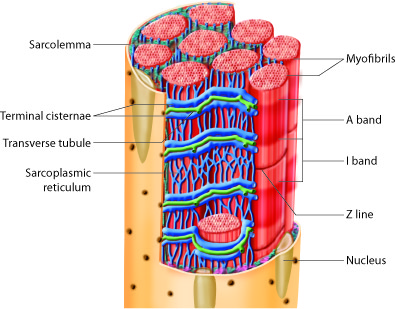 skeletal muscle fiber detail