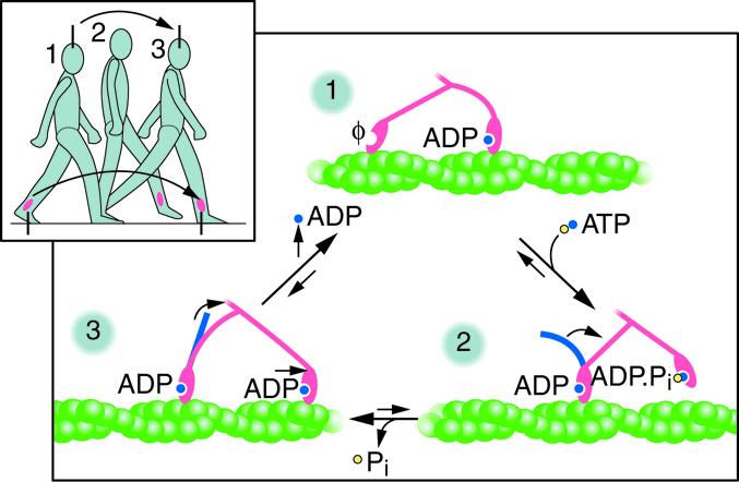 ATP to ADP conversion