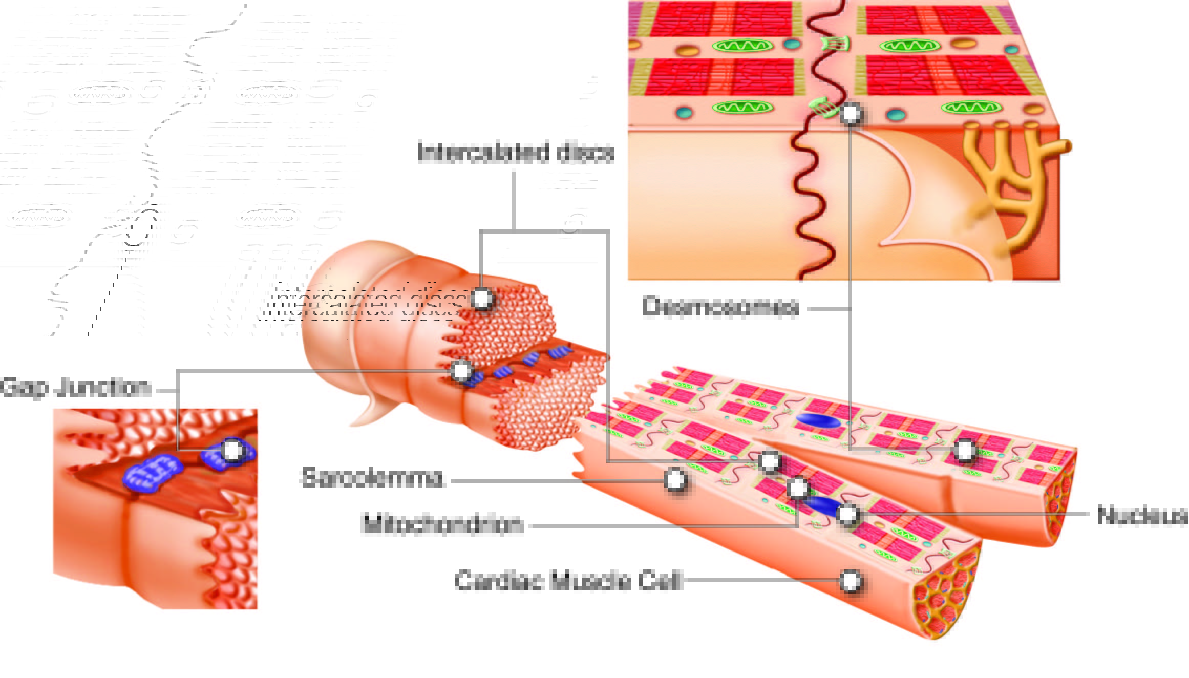 cardiac muscle cells and fibers