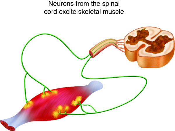 Neurons from the spinal cord excite skeletal muscle
