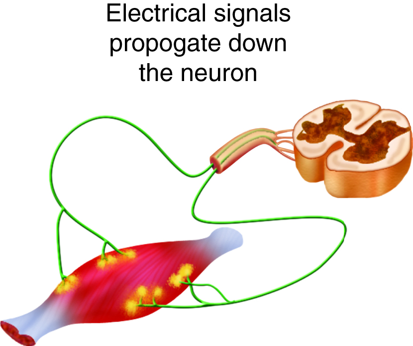 Neurons from the spinal cord excite skeletal muscle