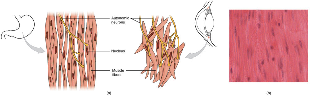 Describe 2 Major Types Of Smooth Muscle