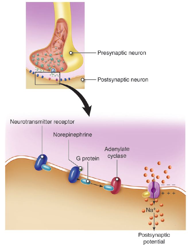 postsynaptic neurotransmitter receptors