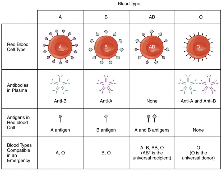 This table shows the different blood types, the antibodies in plasma, the antigens in the red blood cell, and the blood compatible blood types in an emergency.