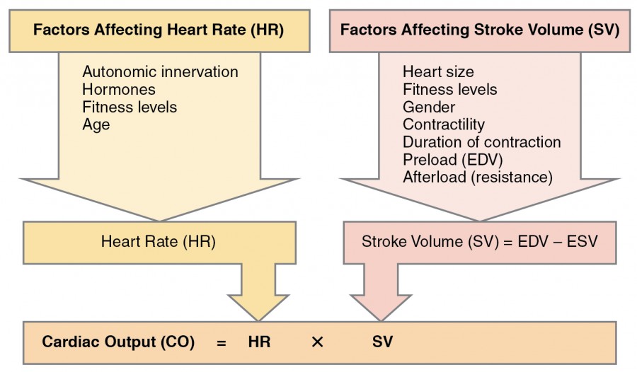 Cardiac Physiology Anatomy And Physiology II Course Hero