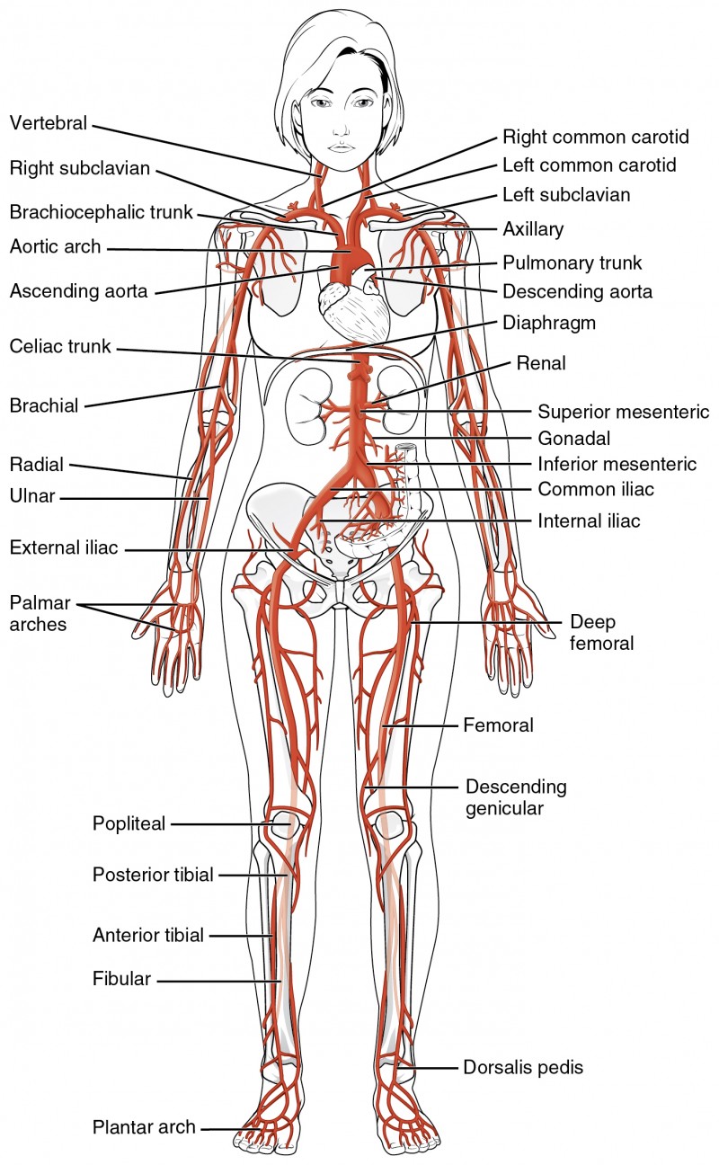 Circulatory Pathways Anatomy And Physiology II Study Guides   2120 Major Systemic Artery12 