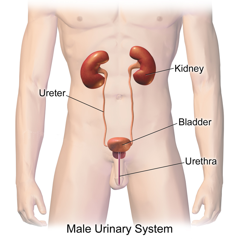 Gross Anatomy Of The Urinary System And Urine Transport Anatomy And Physiology Ii Study Guides