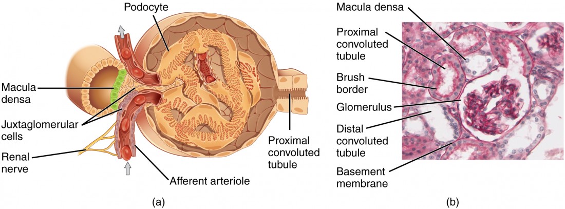 The top panel of this image shows the cross section of the juxtaglomerular apparatus. The major parts are labeled.