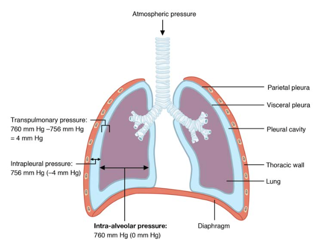 Intrapulmonary and Intrapleural Pressure Relationships.
