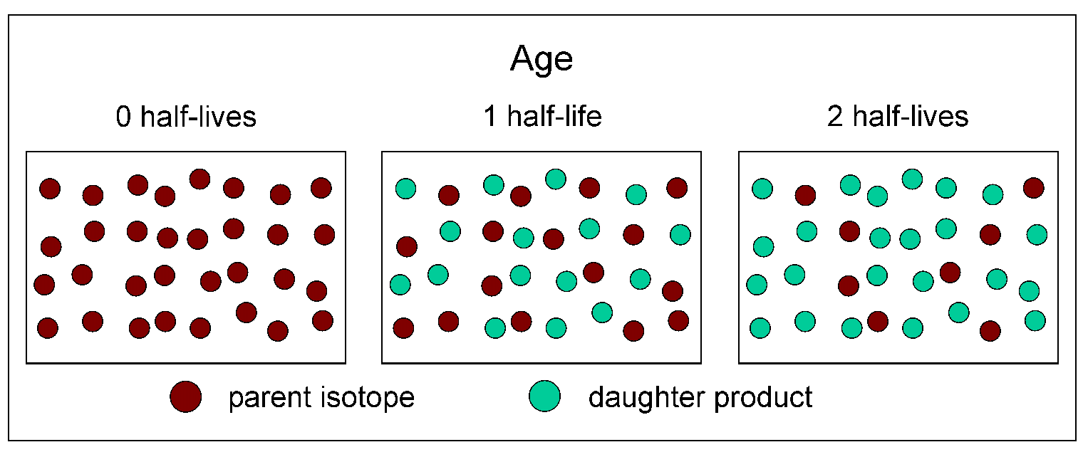 schematic half-lives diagram with three boxes, from left to right: 0 half-lives, contains 32 red dots; 1 half-life, contains 16 red dots and 16 green dots; 2 half-lives, contains 8 red dots and 24 green dots