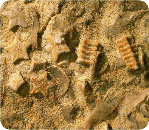 Small fossilized starfish embedded in stone