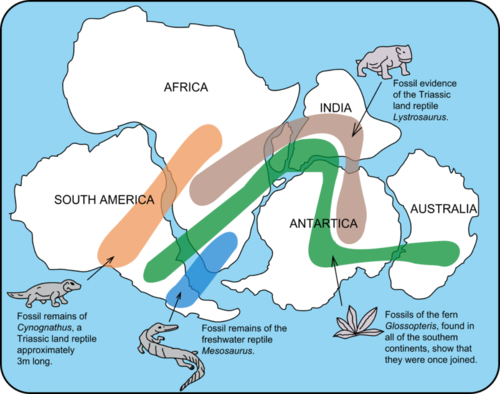 This diagram shows South America, Africa, India, Antarctica, and Australia joined together. Patterns are drawn across the continents showing similarities. The area where fossil remains of Cynognathus, a Triassic land reptile approximately 3 meters long, stretches across South America and Africa. Fossil evidence of the Triassic land reptile Lystrosaurus covers Africa, India, and Antarctica. Fossil remains of the freshwater Mesosaurus have been found in South America and Africa. Fossils of the fern Glossopteris have been found in all of the southern continents, showing that they were once joined.