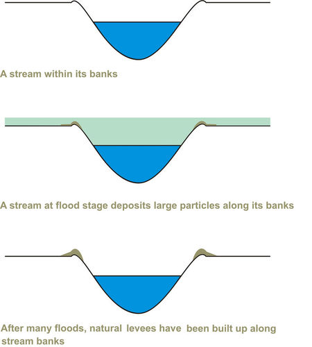 Diagram showing how natural levees are built