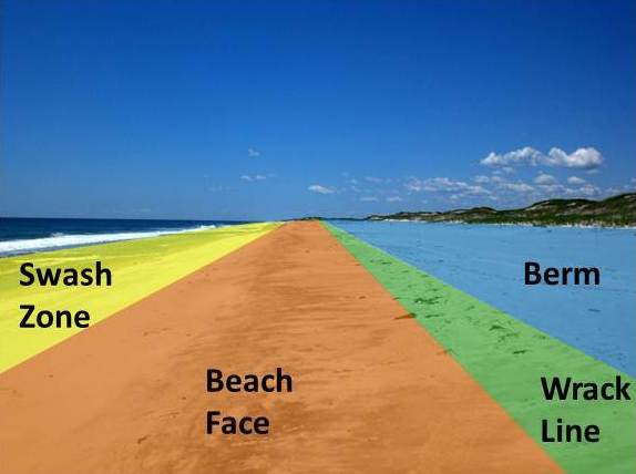 The four sections of most beaches. 1. Swash zone: is alternately covered and exposed by wave run-up. 2. Beach face: sloping section below berm that is exposed to the swash of the waves. 3. Wrack line: the highest reach of the daily tide where organic and inorganic debris is deposited by wave action. 4. Berm: Nearly horizontal portion that stays dry except during extremely high tides and storms. May have sand dunes.