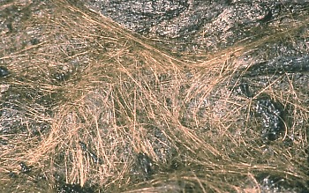 These long thin strands of volcanic glass called Pele's hair were erupted from Mauna Ulu, east rift zone of Kilauea Volcano. A single strand, with a diameter of less than 0.5 mm, may be as long as 2 m. Named for Pele, the Hawaiian goddess of fire, Pele's hair is formed from lava fountains and rapidly moving lava flows (for example, lava cascading over a cliff).