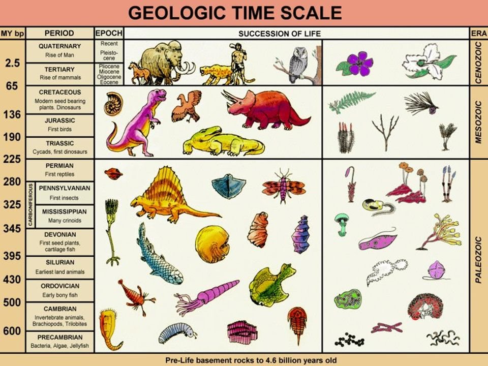 genera geologic time