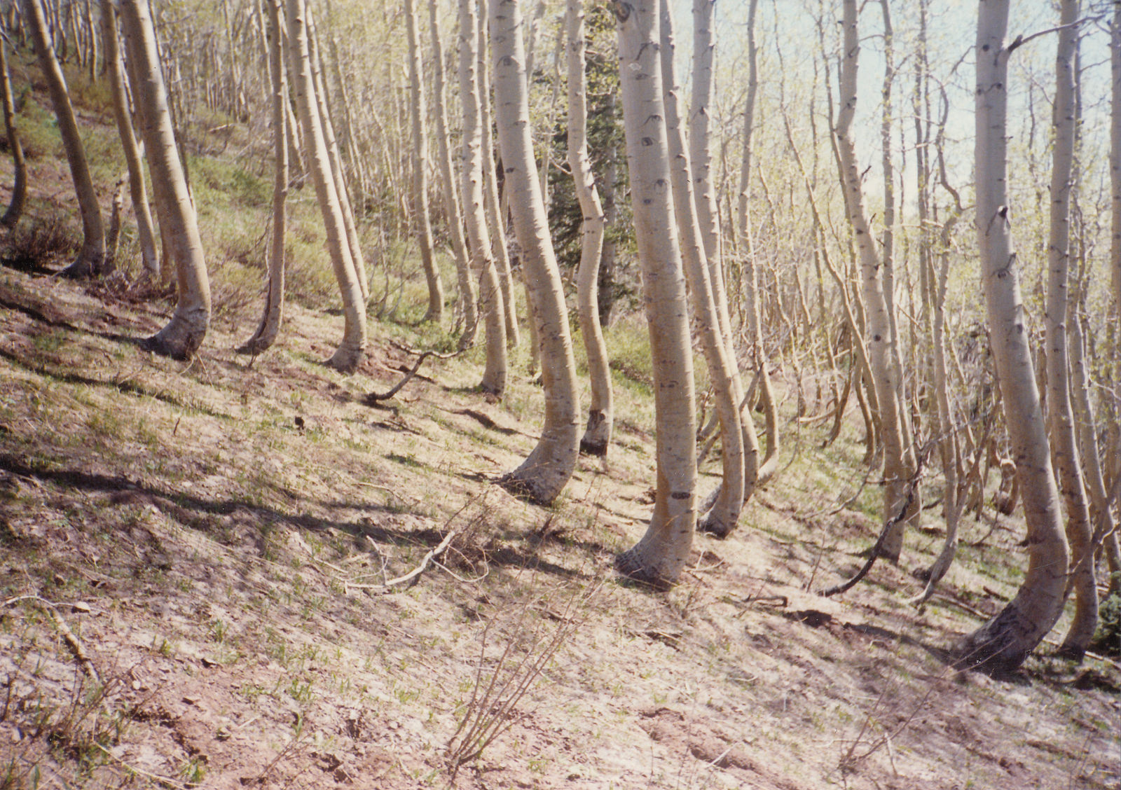 Trees on a slope. The trees are bent at the base. It appears the trees initially grew and then the ground shifted.