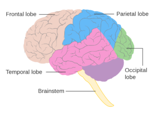 Brain Development Educational Psychology