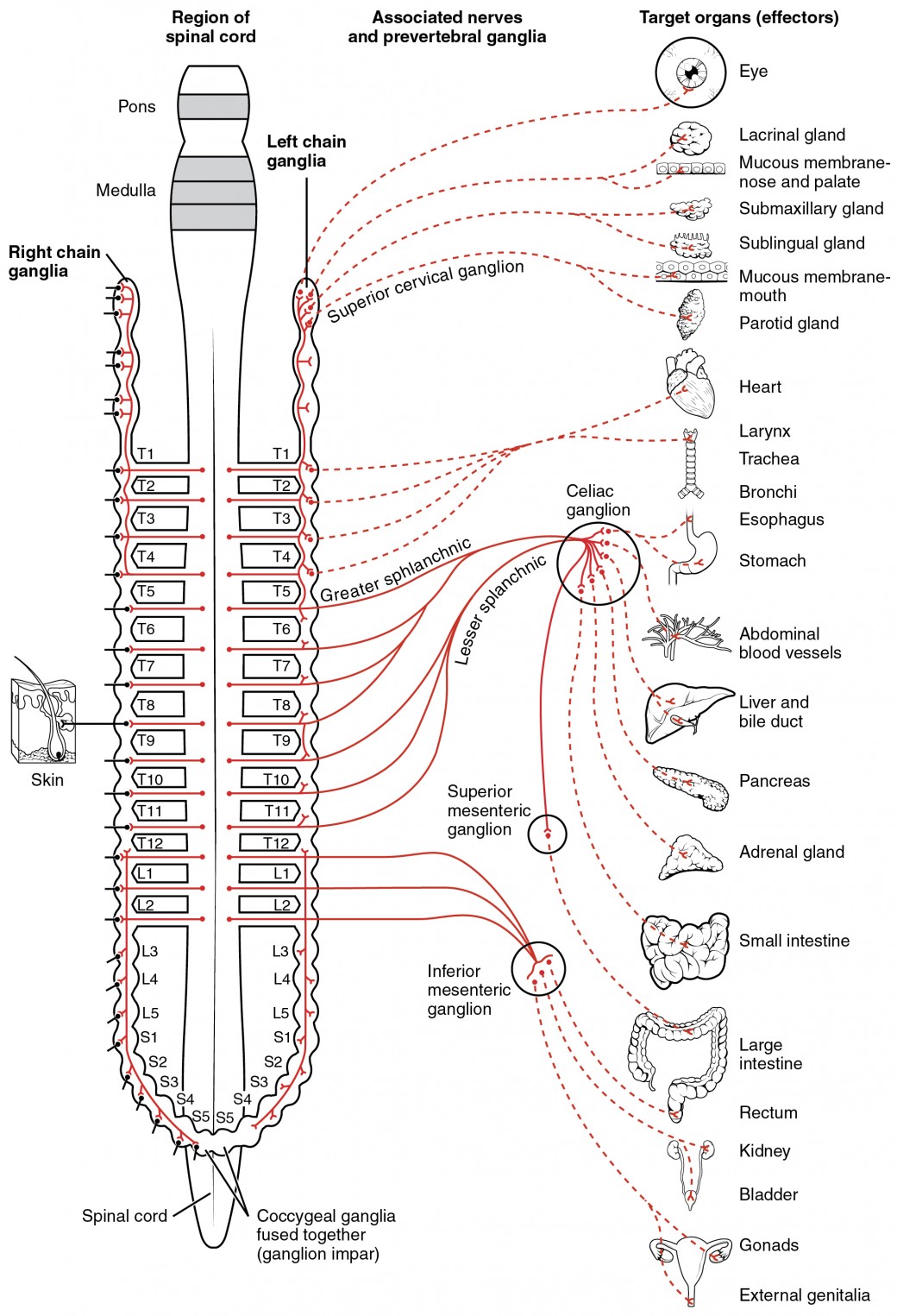 This diagram shows the spinal cord, and the connections from the spinal cord to the different target organs. The target organs are listed on the right.