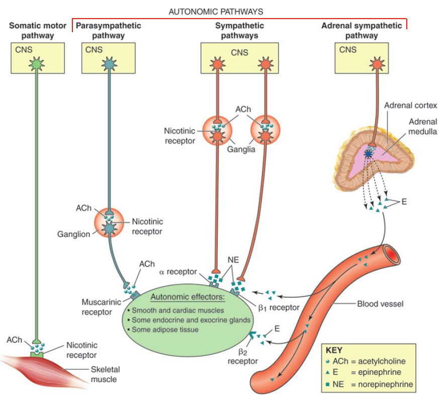Autonomic system pathways to corresponding organs.