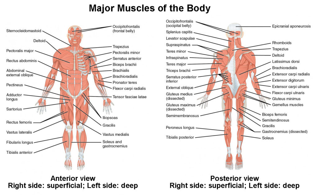 Label The Indicated Anterior Muscles Of The Body