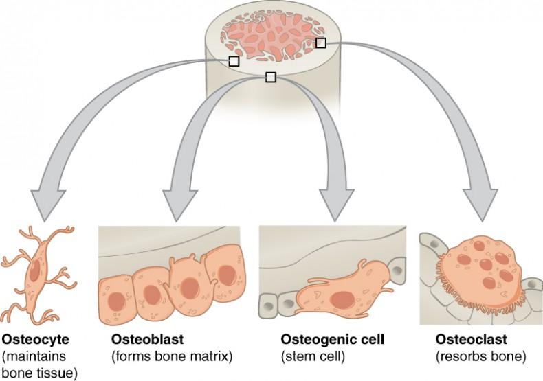 bone tissue labeled diagram