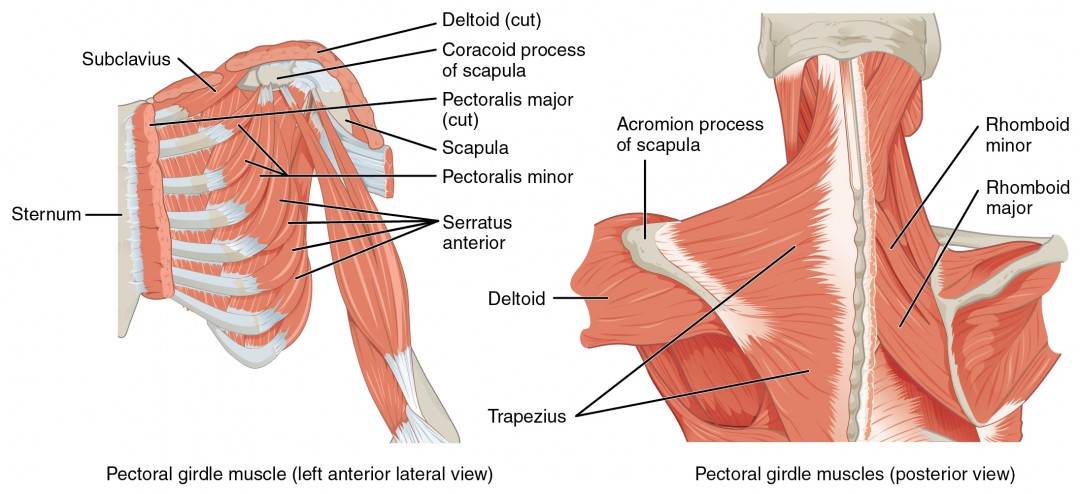 Muscles Of The Pectoral Girdle And Upper Limbs Anatomy And Physiology I Course Hero 1348