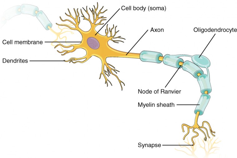 Nervous Tissue Anatomy and Physiology I Study Guides