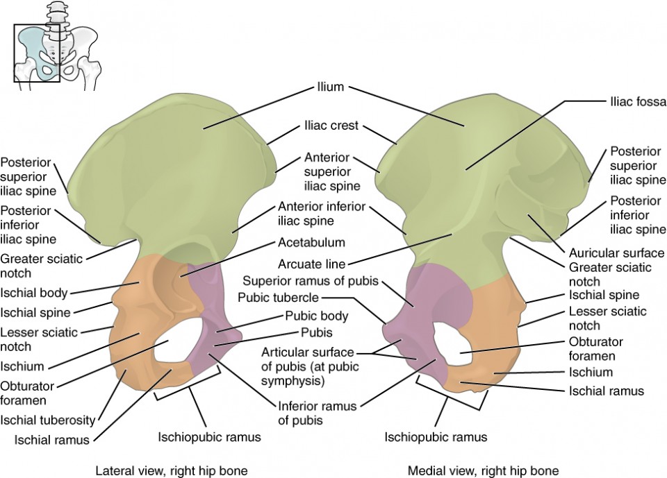 the-pelvic-girdle-and-pelvis-anatomy-and-physiology-i-course-hero