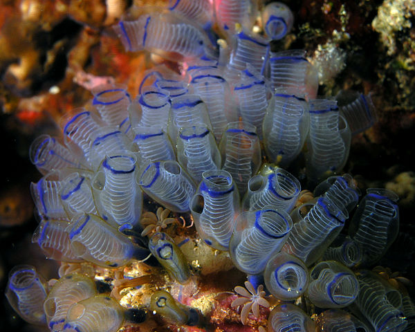 Figure 3. Tunicates such as this bluebell tunicate contain vanadium as vanabin.