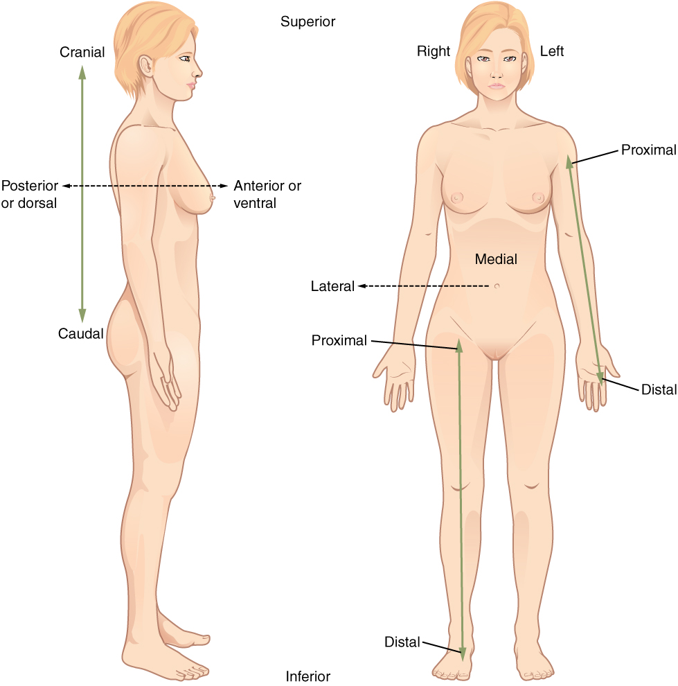 This illustration shows two diagrams: one of a side view of a female and the other of an anterior view of a female. Each diagram shows directional terms using double-sided arrows. The cranial-distal arrow runs vertically behind the torso and lower abdomen. The cranial arrow is pointing toward the head while the caudal arrow is pointing toward the tail bone. The posterior/anterior arrow is running horizontally through the back and chest. The posterior or dorsal arrow is pointing toward the back while the anterior, or ventral arrow, is pointing toward the abdomen. On the anterior view, the proximal/distal arrow is on the right arm. The proximal arrow is pointing up toward the shoulder while the distal arrow is pointing down toward the hand. The lateral-medial arrow is a horizontal arrow on the abdomen. The medial arrow is pointing toward the navel while the lateral arrow is pointing away from the body to the right. Right refers to the right side of the woman’s body from her perspective while left refers to the left side of the woman’s body from her perspective.