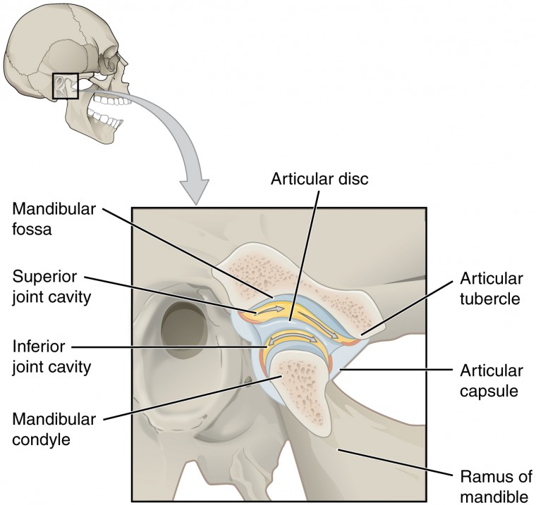 This figure shows the location and structure of the temporomandibular joint. On the top right, a lateral view of the skull is shown and the tempomandibular joint is highlighted in grey. A magnified view shows the structure of the joint with the main parts labeled.