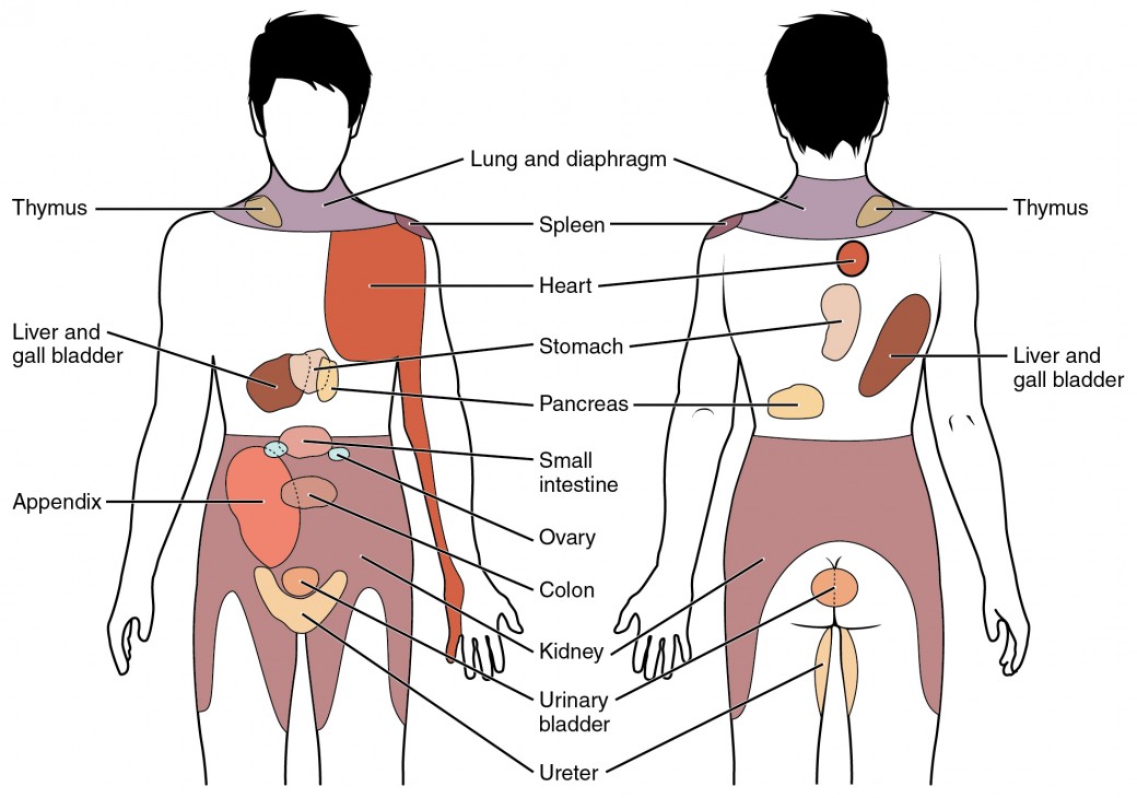 The figure shows the different organs in the human body. The left panel shows the front view, and the right panel shows the back view.