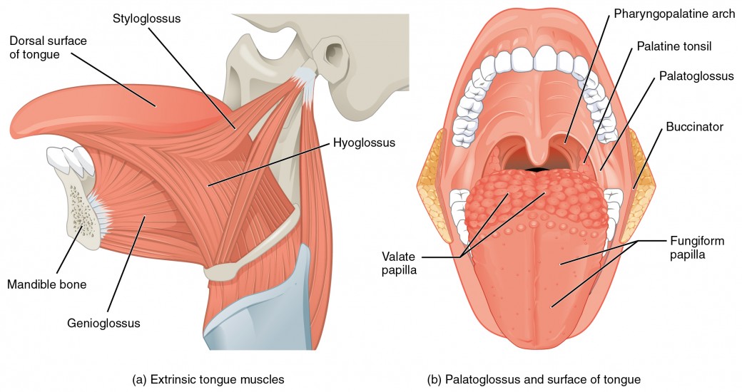 Muscles that Move the Tongue