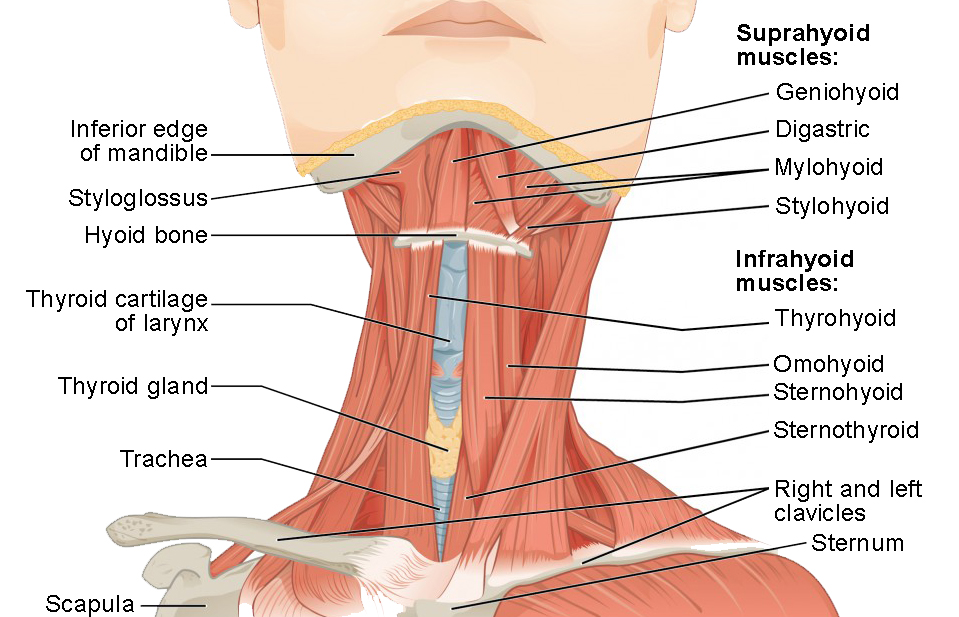 This figure shows the front view of a person’s neck with the major muscle groups labeled.