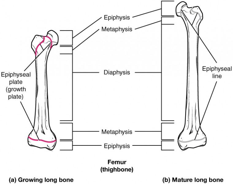 This illustration shows anterior views of a right and left femur. The left femur possesses a growth plate at the border of its distal metaphysis and distal epiphysis. The proximal epiphysis has two growth plates. The first is located below the head of the femur while the second is located below the trochanter, which is the bump on the lateral side of the femur. The right femur has the same plates as the left femur. However, the left femur represents a mature long bone. Here, growth is completed and the epiphyseal plate has degraded to a thin, faint, epiphyseal line.