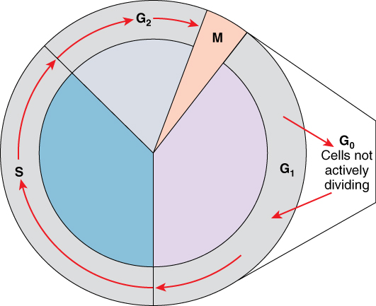 This figure shows the different stages of the cell cycle. The G0 phase where the cells are not actively dividing is also labeled.
