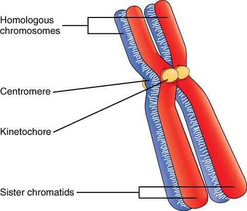 This image shows a pair of chromosomes. The major parts such as the homologous chromosomes, kinetochore and the sister chromatids are labeled.