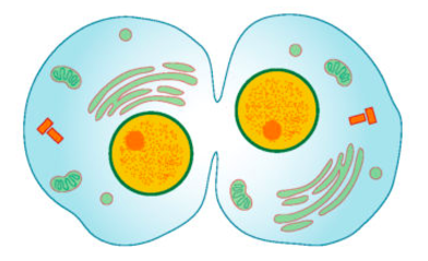 An artist's rendering of an animal cell undergoing cytokinesis. The two daughter cells can clearly be seen dividing.