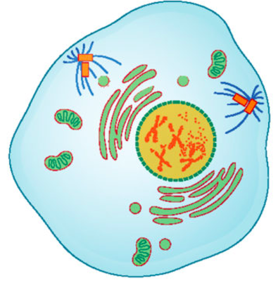 An artist's rendering of a cell in prophase; the condensed chromosomes are clearly visible in the cell.