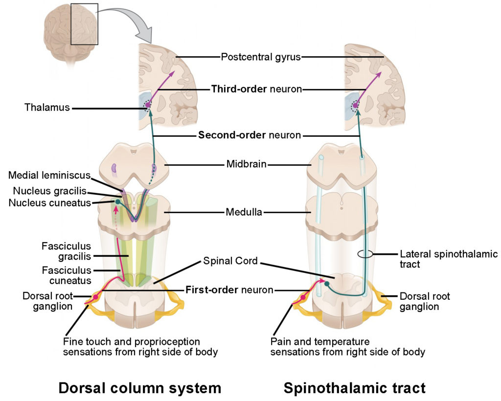 The left panel shows the dorsal column system and its connection to the brain. The right column shows the spinothalamic tract and its connection to the brain.