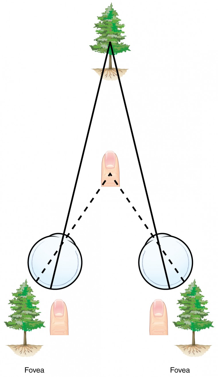This image shows how the left and right eye view objects that are closer and farther away.