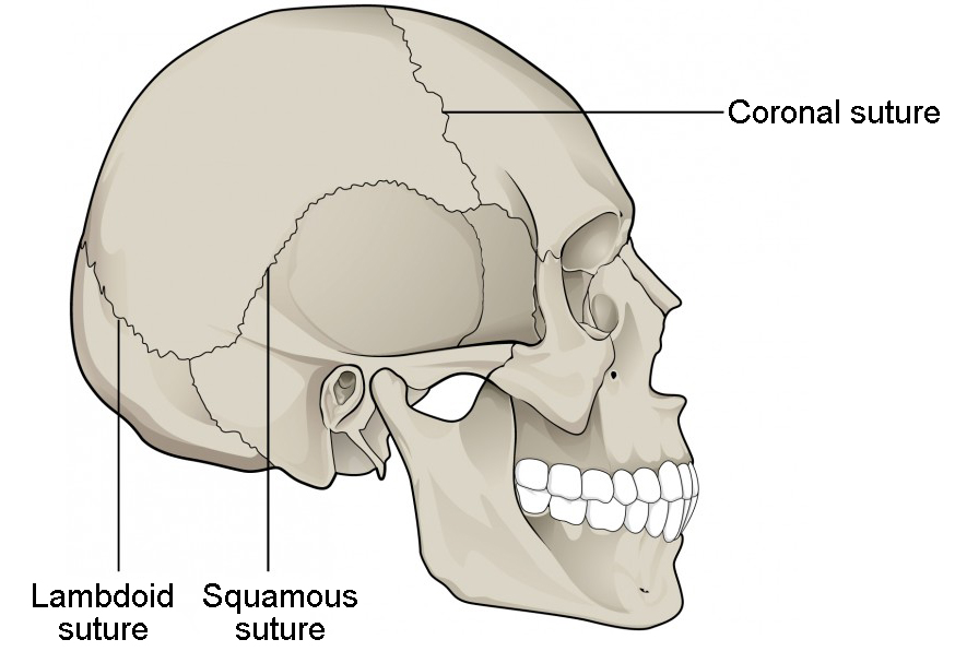 This image shows the lateral view of the human skeleton. The lambdoid, coronal, and squamous sutures are labeled.