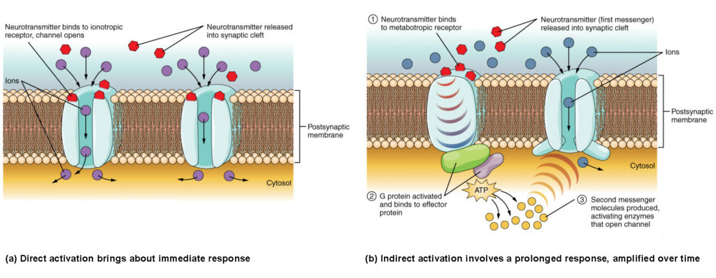 This diagram contains two images, labeled A and B. Both images show a cross section of a postsynaptic membrane. There are two proteins embedded in each of the two membrane cross sections. In diagram A, direct activation brings about an immediate response. Here, both of the membrane proteins are ion channels. Several hexagonal neurotransmitters bind to ionotropic receptors on the extracellular fluid side of the channels. The binding of neurotransmitters causes the channels to open, allowing ions to flow from the extracellular fluid into the cytosol. Image B shows indirect activation, which involves a prolonged response, amplified over time. Here, one of the cell membrane proteins is solid while the other is a channel. Neurotransmitters bind to metabotropic receptors on the extracellular side of the solid protein. This triggers the solid protein to activate a G protein in the cytoplasm. The G protein binds to an effector protein in the cytoplasm, which results in the production of several second messenger particles. The second messenger activates enzymes that open the channel protein, allowing ions to enter the cytoplasm.